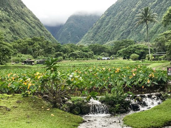 ワイピオ渓谷観光ツアー　窓ガラス無しの四輪駆動車で遮るもののない壮大な景色を堪能！約366メートル滝やタロイモ水田など写真スポット多数＜1.5時間／英語ガイド＞