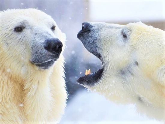 旭山動物園バスツアー 約4時間滞在 冬の動物園をたっぷり楽しむ 2 3月 入園券付 札幌市内指定ホテル発 札幌近郊の観光 遊び 体験 レジャー専門予約サイト Veltra ベルトラ 旭山動物園バスツアー 約4時間滞在 冬の動物園をたっぷり楽しむ 2 3月 入園券付 札幌市内指定ホテル発 札幌近郊の観光 遊び 体験 レジャー専門予約サイト Veltra ベルトラ
