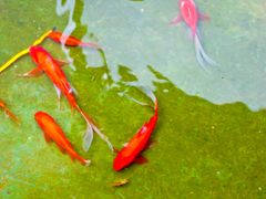 Feed the fish in the Red Fish Pond for good luck