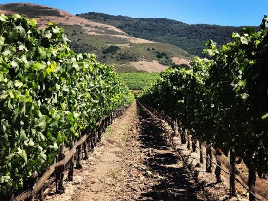 現地ソムリエ監修のワイナリーツアー！贅沢プライベート ナパバレー＜貸切／日本語ドライバーガイド／定員1～7名／8～10時間／ホテル送迎＞