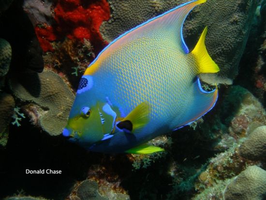 ボネール　シュノーケリングツアー＜英語ガイド/ボネール発＞