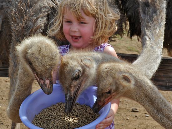 Ostrich Farm 3
