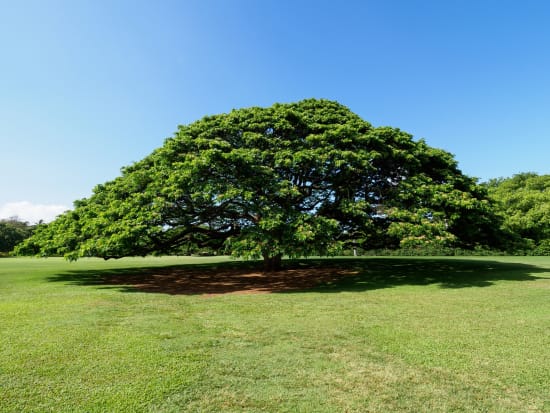 ハワイ この木なんの木 オアフ島 ホノルル 旅行の観光 オプショナルツアー予約 Veltra ベルトラ