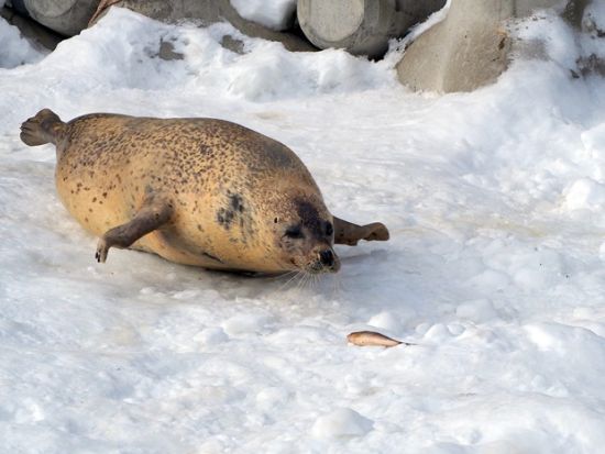 札幌発バスツアー 日本最北端の動物園"旭山動物園"を満喫＆ライトアップされた幻想的な"美瑛青い池"を巡る欲張りプラン＜3時間／12月～3月／札幌市内発着＞