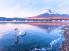 shutterstock_1007976094