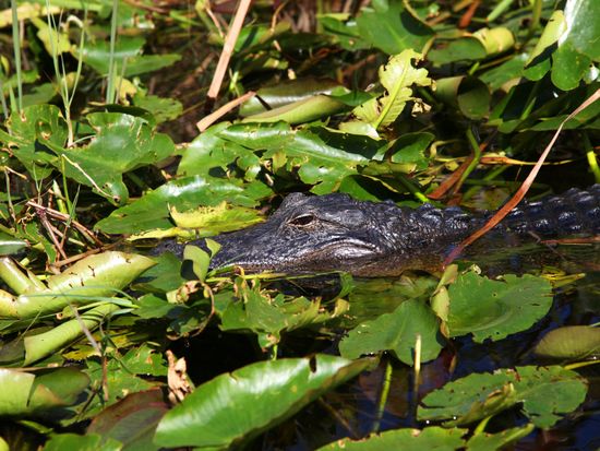 エアボート乗船＆ワイルドフロリダ入場券付き　半日観光ツアー ＜英語ガイド＞の写真5