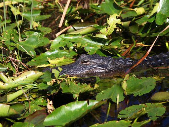 エアボート乗船＆ワイルドフロリダ入場券付き　半日観光ツアー ＜英語ガイド＞