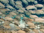 School of Fish Similan Island Phuket