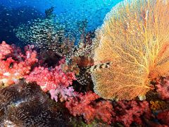 Similan Islands Snorkeling Phuket