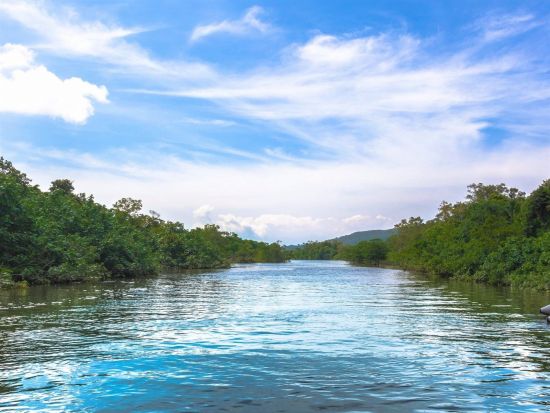 西表・由布島めぐり日帰りツアー 西表島マングローブ遊覧＋由布島水牛渡し＋由布島観光 昼食付きプランも選べる＜1日or半日／石垣島発＞