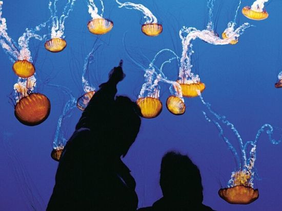 モントレー＆カーメル　日帰りツアー ＜英語ドライバー＞