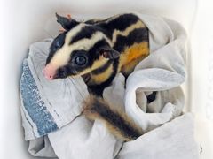 Tropical Animal Rehabilitation Centre