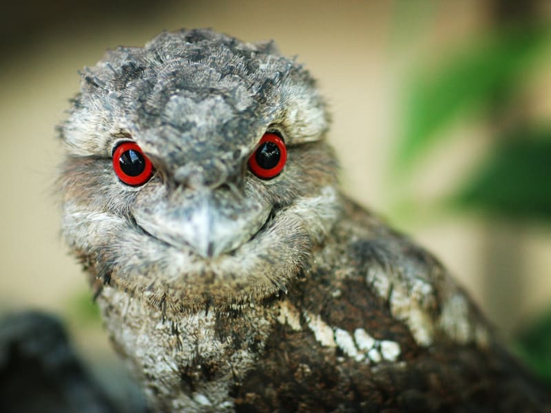 Wildlnight Habitat Nocturnal Tour Papuan Frogmouth