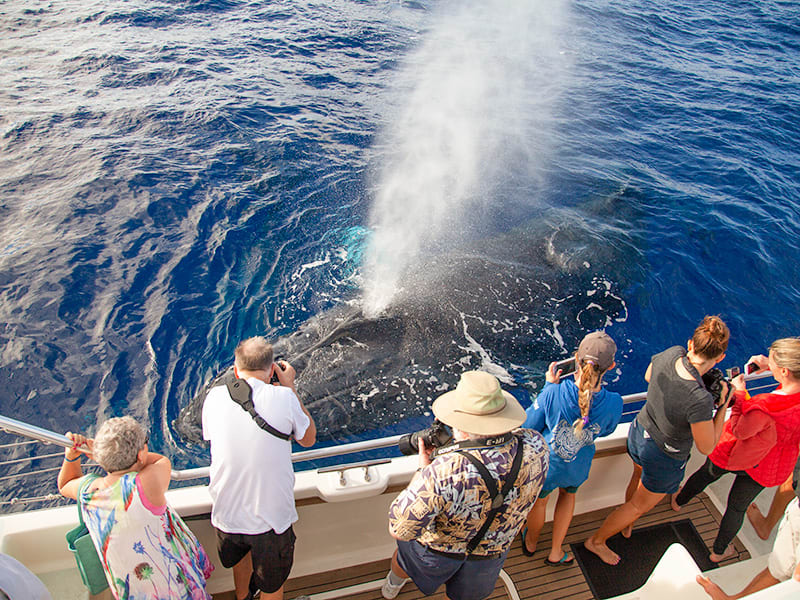 Ocean Explorer 2-Hour Whale Watching Tour from Maalaea [Dec-Apr] tours,  activities, fun things to do in Maui(Hawaii)｜VELTRA