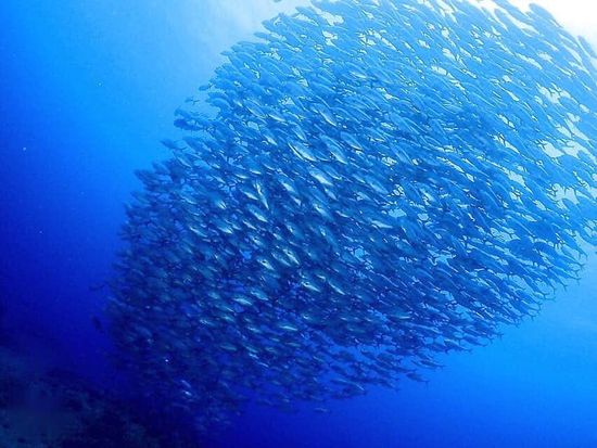 海の生き物と泳ぐ 観察する 沖縄本島の観光 オプショナルツアー専門 Veltra ベルトラ 海の生き物と泳ぐ 観察する 沖縄本島の観光 オプショナルツアー専門 Veltra ベルトラ
