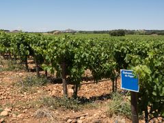 France_Provence_Vineyard_123RF_64578721_ML