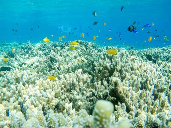 ウミガメシュノーケリングツアー　モアルボアルでイワシの大群＋ウミガメ＋サンゴ礁＜日本語ガイド／昼食＞