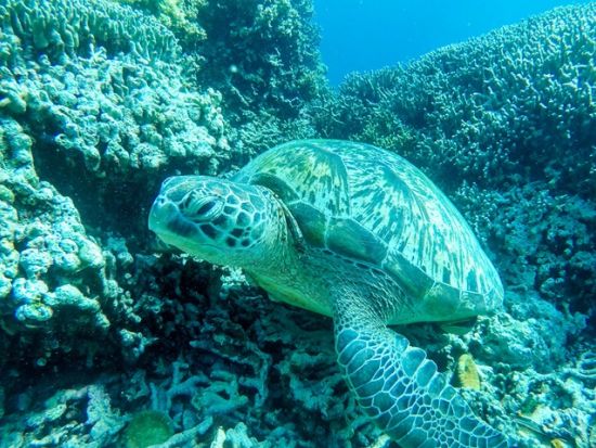 ウミガメシュノーケリングツアー　モアルボアルでイワシの大群＋ウミガメ＋サンゴ礁＜日本語ガイド／昼食＞