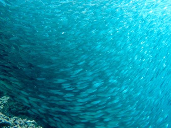 ウミガメシュノーケリングツアー　モアルボアルでイワシの大群＋ウミガメ＋サンゴ礁＜日本語ガイド／昼食＞