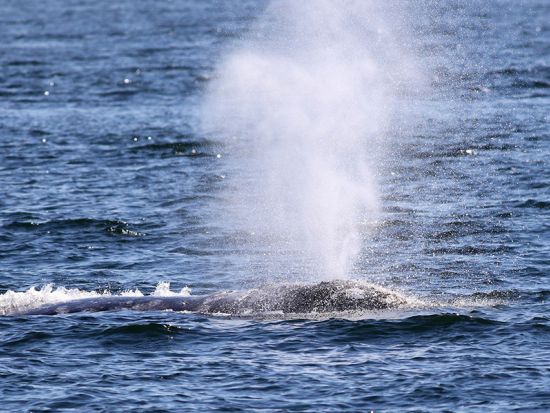 ホエールウォッチングクルーズ　クジラを探してコナの美しい海岸線をクルージング！ソフトドリンク付き ＜12～3月／午前・午後／英語ガイド＞