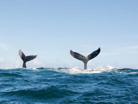 ホエールウォッチングクルーズ　クジラを探してコナの美しい海岸線をクルージング！ソフトドリンク付き ＜12～3月／午前・午後／英語ガイド＞