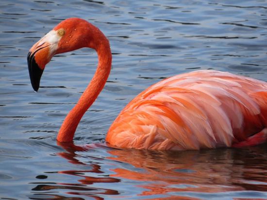 ワシントンパークツアー＜英語ガイド／ボネール発＞