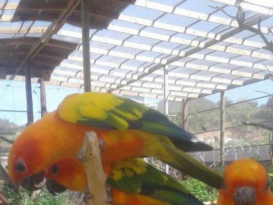 セントマーチン　バードパークツアー ＜英語ガイド／セントマーチン発＞