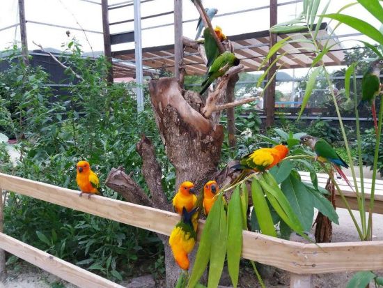 セントマーチン　バードパークツアー ＜英語ガイド／セントマーチン発＞