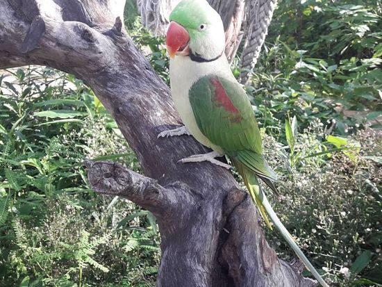 St. Maarten-Bird Park4