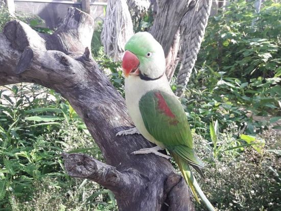 セントマーチン　バードパークツアー ＜英語ガイド／セントマーチン発＞