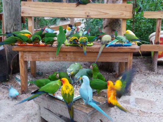 セントマーチン　バードパークツアー ＜英語ガイド／セントマーチン発＞