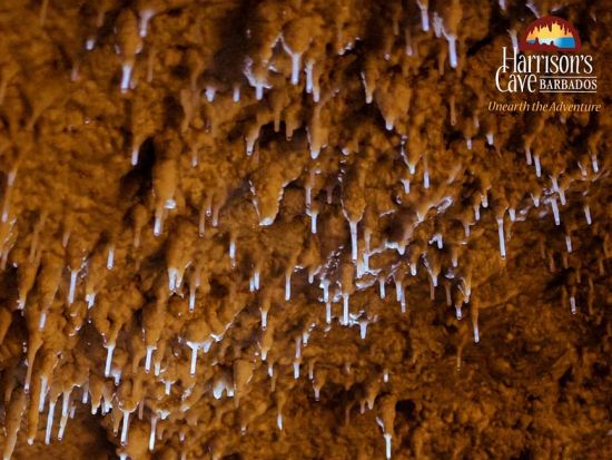 バルバドス　ハリソンズ洞窟ツアー＜英語ガイド／バルバドス発＞