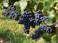 DBT-D2 Burgundy vines France Intense