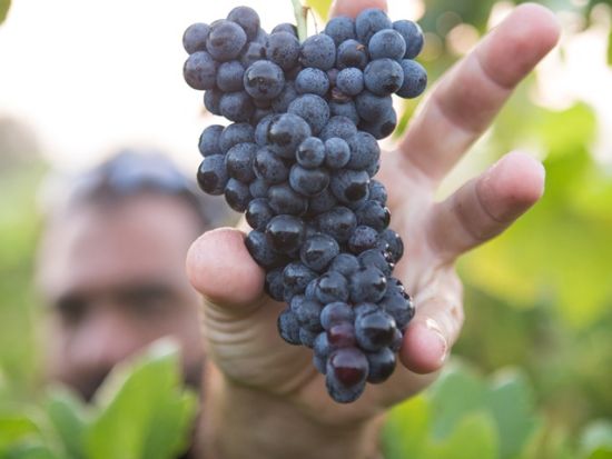現地ソムリエ監修のワイナリーツアー！贅沢プライベート ナパ＆ソノマバレー カスタムプランあり ＜貸切／日本語ドライバーガイド／定員1～7名／9時間／ホテル送迎＞