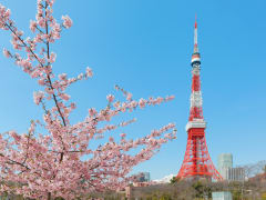 Shiba Park cherry blossom tour