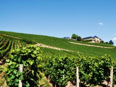 Rheingau2