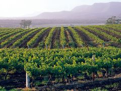Vineyards