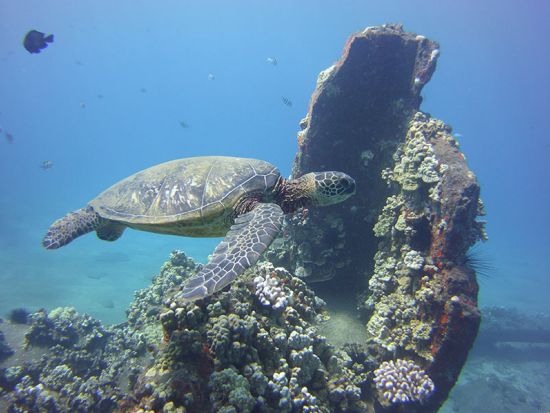 シュノーケリングクルーズ　西マウイの美しい海でクルージング＆シュノーケリング！オープンバーでの飲み放題付き♪＜軽食付き／午後／4～12月／英語ガイド＞