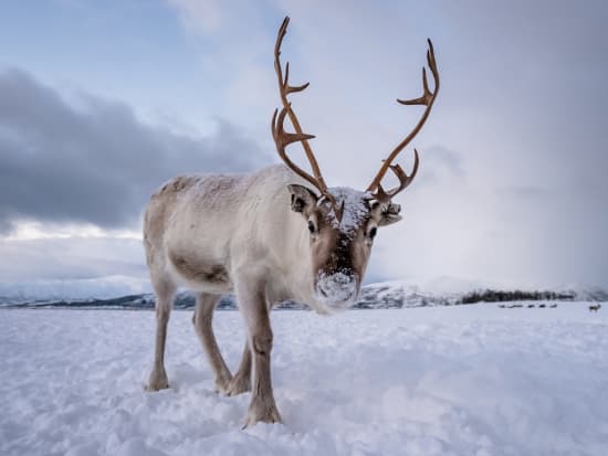 reindeer farm norway