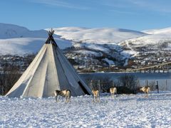 reindeer farm norway