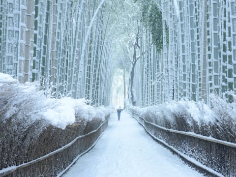 Arashiyama Bamboo Forest Kyoto Top Attractions Kyoto Tours Activities Fun Things To Do In Kyoto Veltra