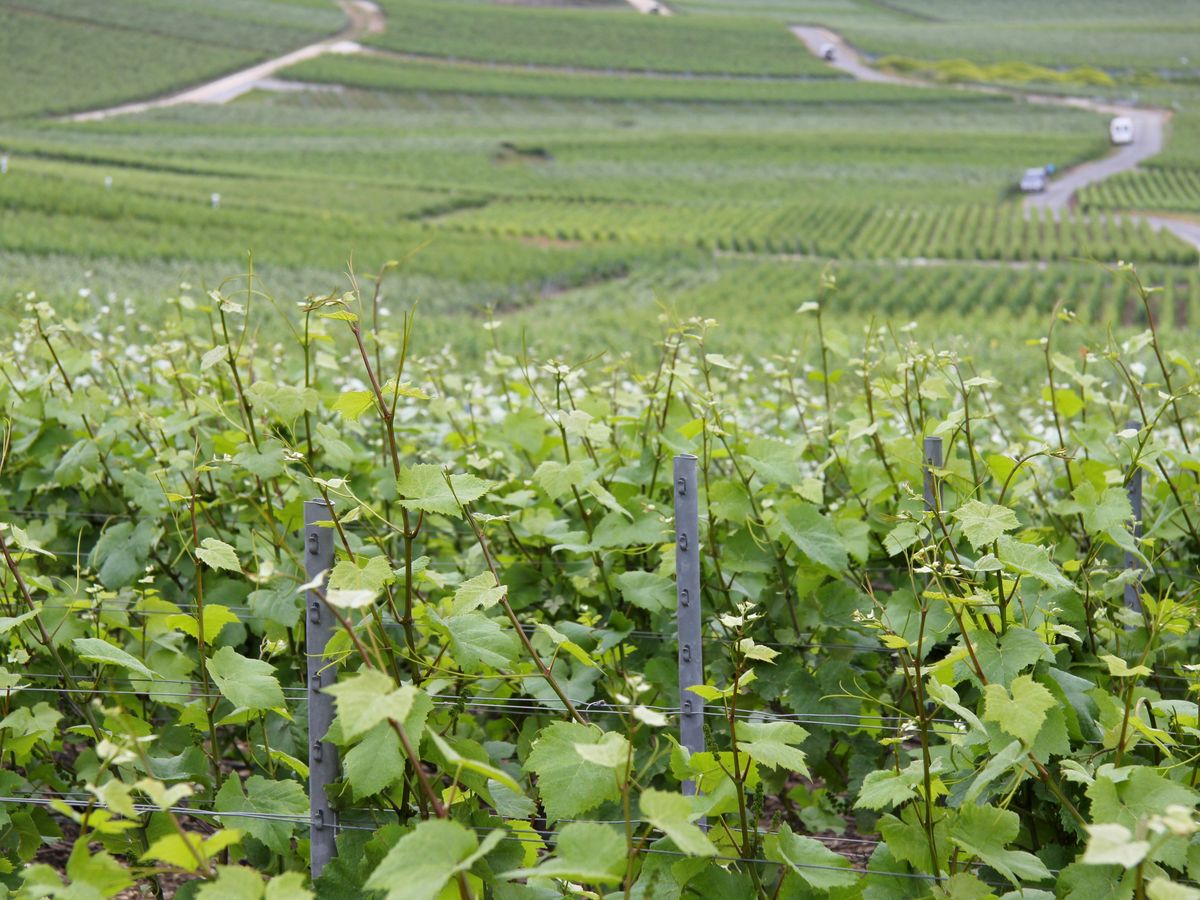 シャンパーニュ地方 有名シャンパンカーブ見学＆世界遺産の町ランスで