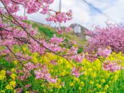 Japan_Kanagawa_Miurakaigan_cherry-blossom-sakura-kawazushutterstock_1325343761
