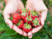 strawberry picking_shutterstock_65682373