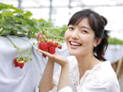 Strawberry picking from Tokyo