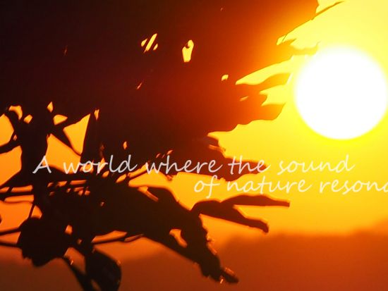 奄美大島で夜を彩る：サンセットとハンドパンのリトリート体験＜笠利町＞by 奄美大島ウェルネス&アドベンチャーUNIMARE