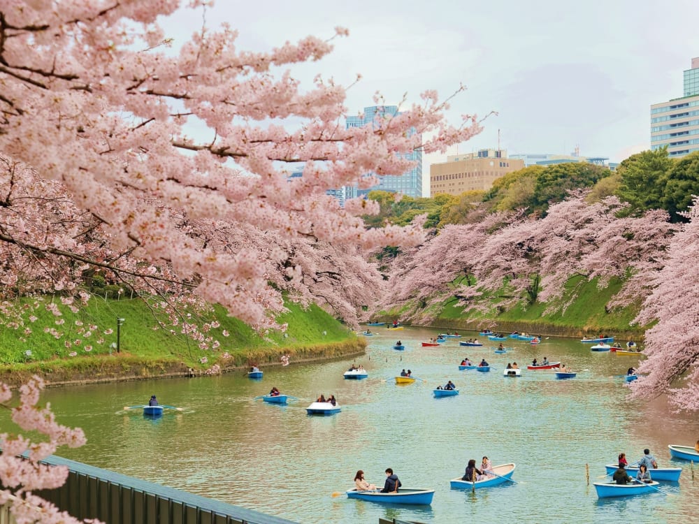 Tokyo Cherry Blossom Bus Tour with Shinjuku Gyoen Visit and Meguro ...