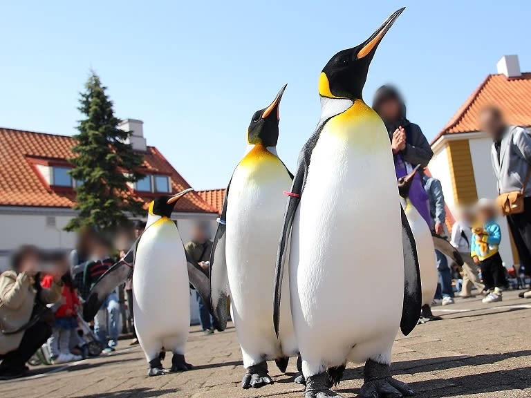 登別マリンパークニクス 入館チケットお得なプランもあり！ 北欧風の水族館でキラキラ輝く一万匹イワシ水槽と毎日ペンギンパレード実施中 当日9時まで予約可＜ 登別市＞ | ニセコ・支笏・洞爺・登別の観光&遊び・体験・レジャー専門予約サイト VELTRA(ベルトラ)