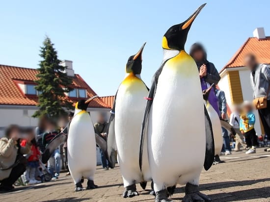 登別マリンパークニクス 入館チケットお得なプランもあり！ 北欧風の水族館でキラキラ輝く一万匹イワシ水槽と毎日ペンギンパレード実施中　当日9時まで予約可＜登別市＞