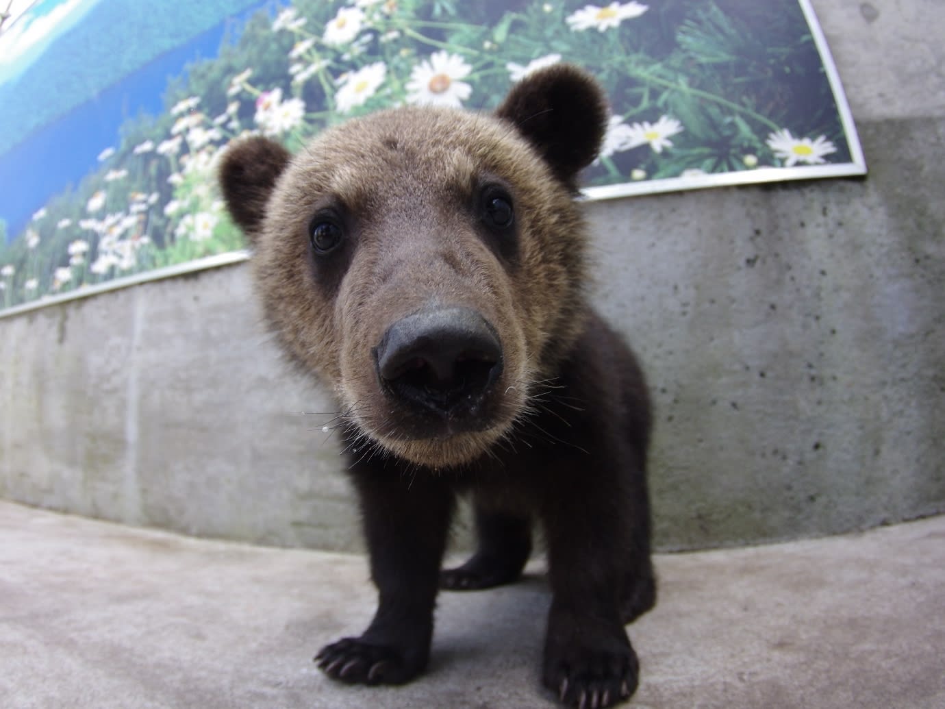 昭和新山熊牧場入場券 たくさんのヒグマに会いに行こう 洞爺湖から車で10分 壮瞥町 ニセコ 支笏 洞爺 登別の観光 遊び 体験 レジャー専門予約サイト Veltra ベルトラ